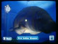 Endless Ocean: The Dolphins
