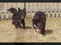 A Tribute to Johann on his Third Birthday!