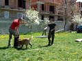 ATAC LA COMANDA MALINOIS 12 LUNI ATAC LA COMANDA MALINOIS 12 LUNI