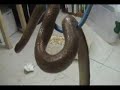 Sweating Bullets with Mr. Brown Sweating Bullets with Mr. Brown