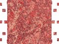 Marbled Papers by Laura Berretti - www.marbledarts.com