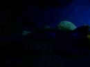 Shark at Aquaria