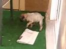 pug puppy businezz