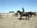 tristan est un cheval