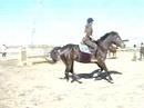 tristan est un cheval