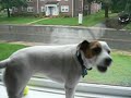 Bella is the weirdest dog EVER Bella is the weirdest dog EVER