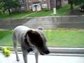 Bella is the weirdest dog EVER