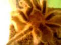 suranimal tarantula