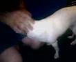 Evil Chupacabra (Chihuahua) Telly