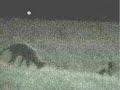 FOUR WILD COYOTES ATTACK, HUNT, FROLIC, PLAY, FIGHT, TOOLS 1