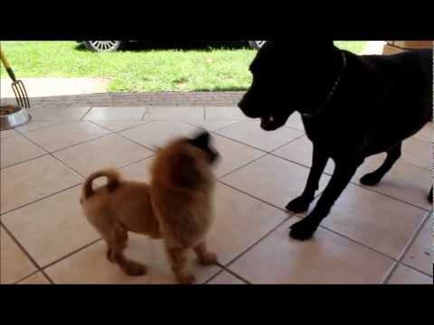 The Lion and The Lab (Chow Chow puppy and Lab/Boerboel mix playing)