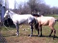 Search Video