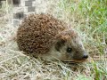 Hedgehogs rule! Hedgehog slideshow!!! Hedgehogs rule! Hedgehog slideshow!!!