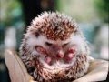 videos de Hedgehogs rule! Hedgehog slideshow!!!