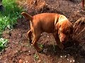 Süße kleine junge Vizsla-Welpen.