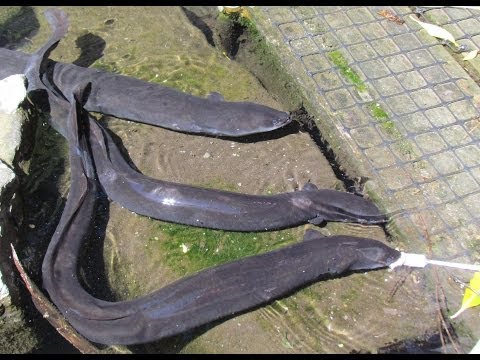 Выращивание угря в домашних условиях 17