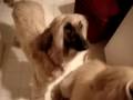 afghan hound training