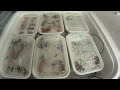 Click here to watch this video Whats Cooking????? The Incubation Video Part 1