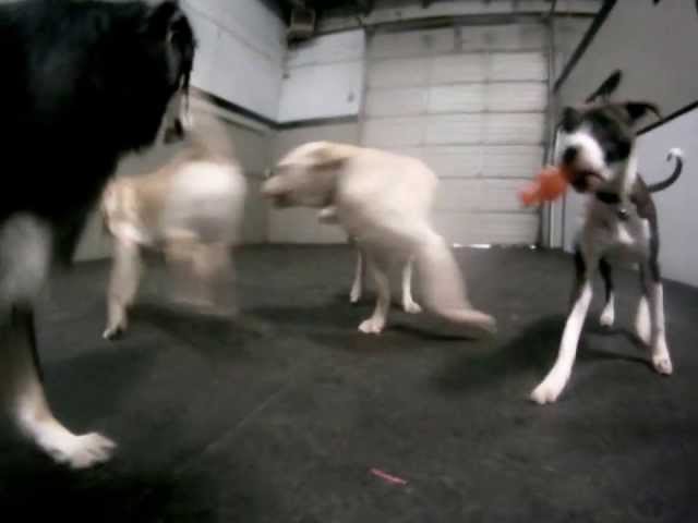 Happy Dogs Play Laser Tag At Doggie Daycare in Colorado Springs