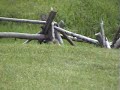 Bowhunting Ground Squirrels