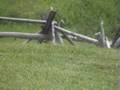 Bowhunting Ground Squirrels