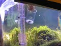 baby seahorses released
