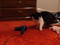 kitty vs  blow dryer