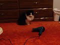 kitty vs  blow dryer