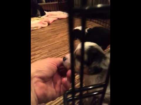 Marlowin Aussie Puppies