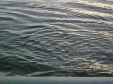 Lake Allatoona Fin Frenzy!