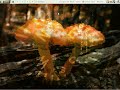 GoblinX Linux 2.6 GoblinX Linux 2.6