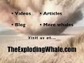 Oregon's Exploding Whale - 2004(?) TechTV (highly abridged)