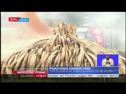 President Uhuru leads the country in burning Ivory as a sign towards the fight against poaching
