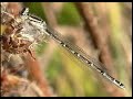 Wildlife of Dover, Kent, UK