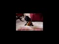video de una violacion --no apto para menores--