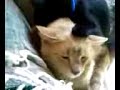 MEOW MEOW