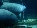 videos de Survival 911:  Untangling Manatees