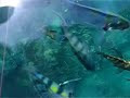Colourful fishes at Tioman Colourful fishes at Tioman