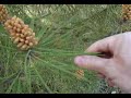 Reproducción de Coniferofitas 1