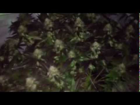 how to tell when to harvest og kush