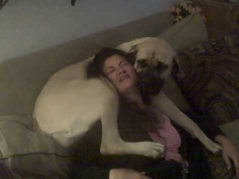 bullmastiff