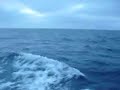 Dolphin in the pacific 3