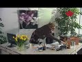 MSE - Ingas Büro