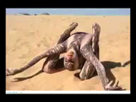 قصص نيك مصوره