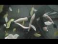 Final fantasy VII Advent Children - Beyond the Bounds