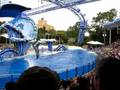 Dolphin Show @ Sea World2