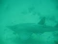Guitar Fish at Shark Point, Krabi, Thailand filmed by Stephen Edwards on 3 March 2007