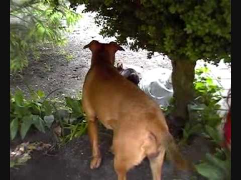 rottweiler attaque