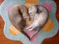 Love Secret