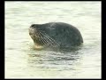 Seal watching along the Stour, Kent, UK